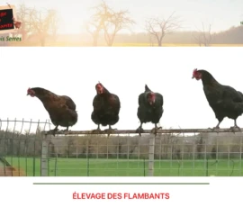 site élevage des flambants